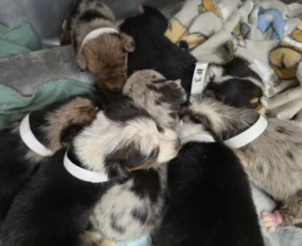 Local Animal Organizations Try To Nurse Abandoned Puppies Back To Health